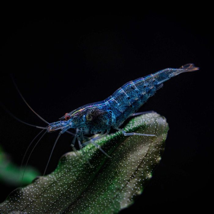 Camarões Blue Dream (Neocaridina davidi) – Azul Intenso
