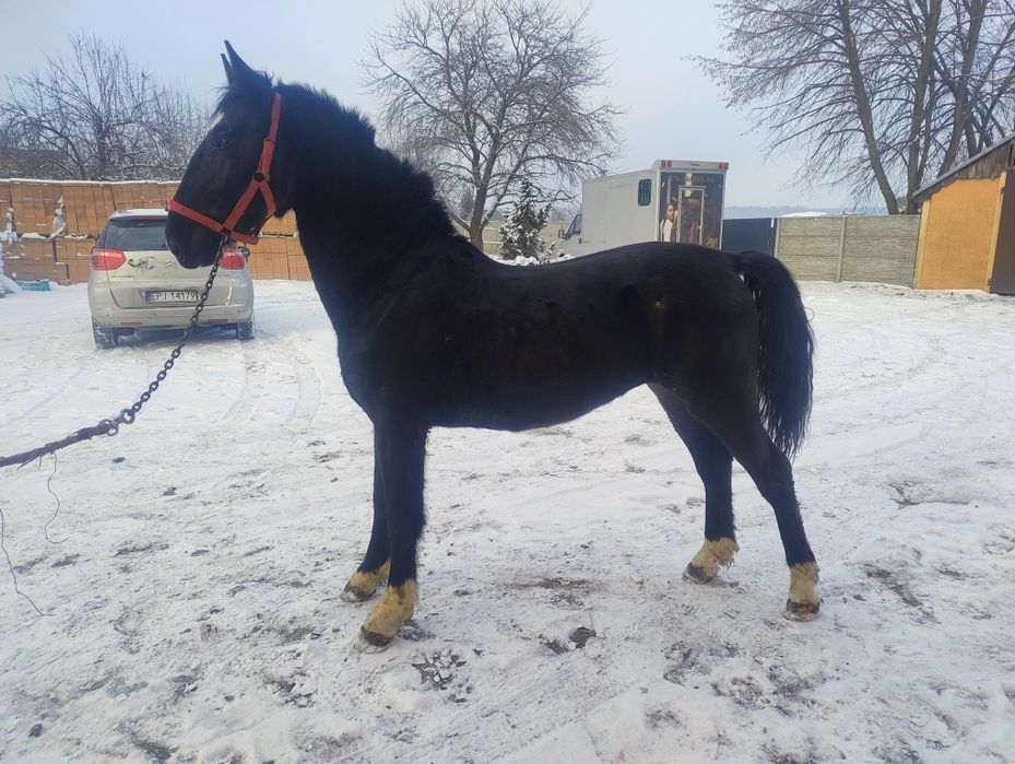 Sprzedam ogierka slaskiego