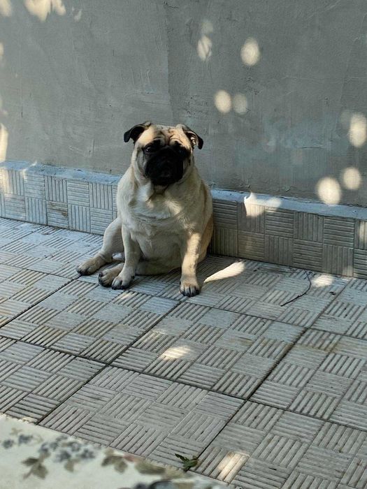 Чарівний мопсик чекає на дівчинку