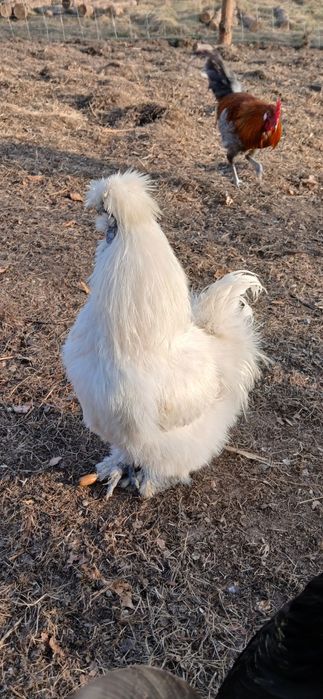 Koguty z  2025 miks i rasowe