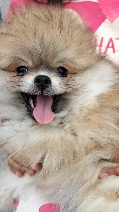 Lulu da Pomerânia macho com LOP (Pedigree) e Afixo