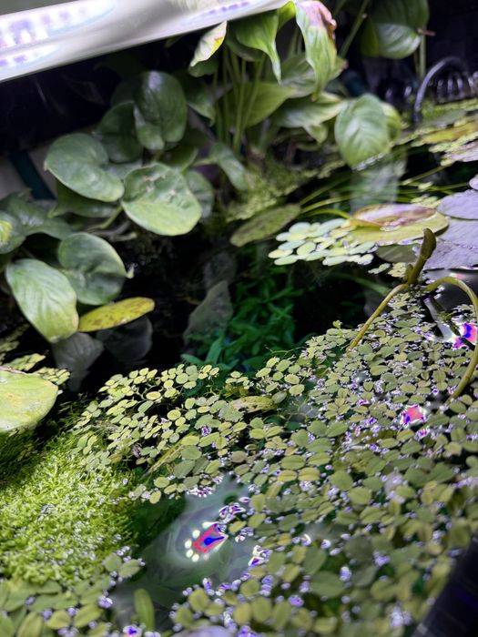 Salvinia natans duża porcja