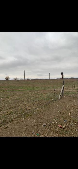 Ферма свиноферма вівчарня