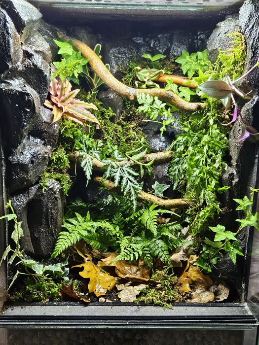 Terrarium tropikalne 40x40x60