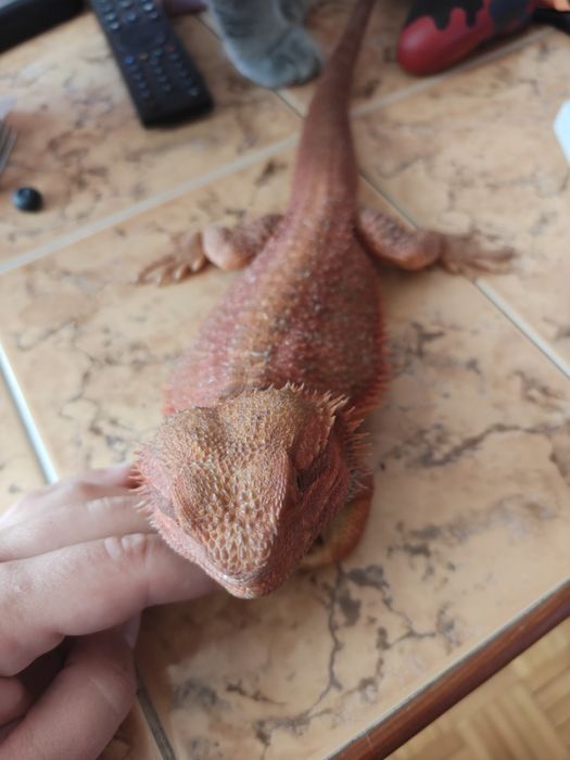 Agama brodata-samiec