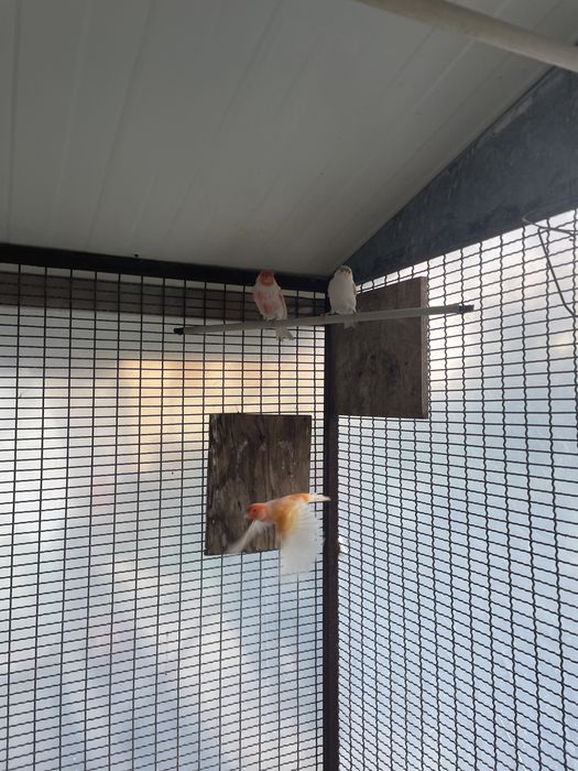 Canários fator vermelho e mosaico