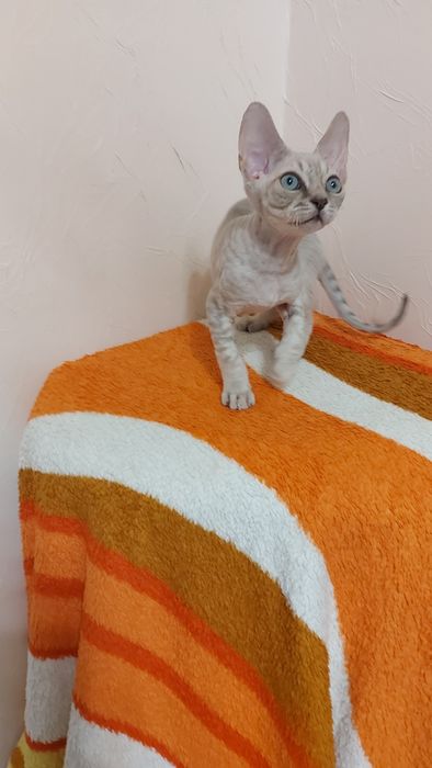 Красавчик Девон-рекс
