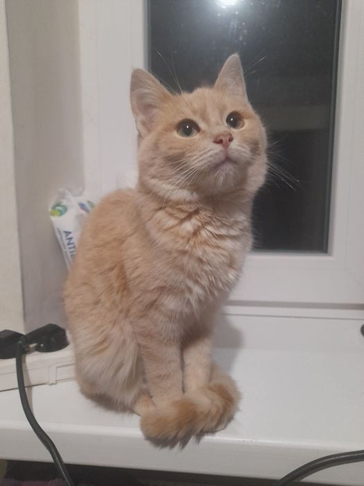 Котята отдам котенок мальчик