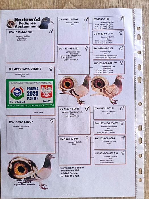 Golebie pocztowe w linii