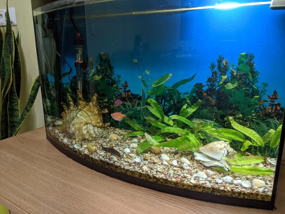 Акваріум з фільтром та обігрівачем за символічні гроші