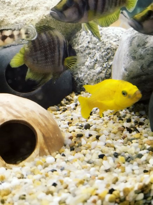 Neolamprologus leleupa leleupi tamala F1 tanganika