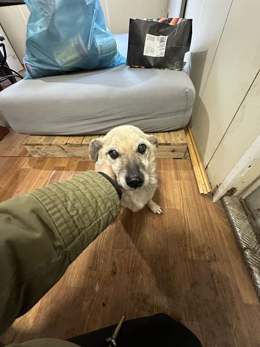 Seniorka, 6 kg, adopcja