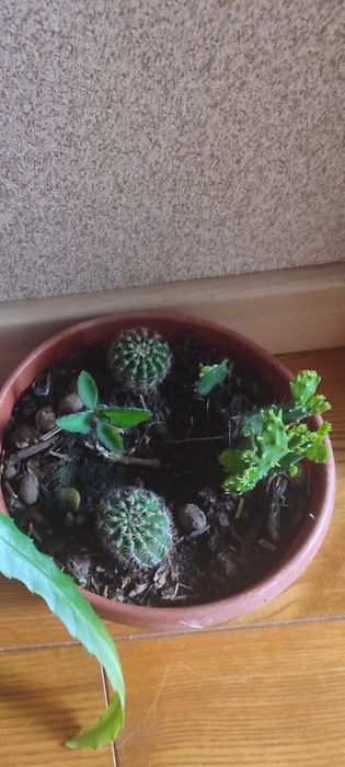 Кактус ехінопсис з іншими