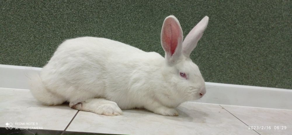 Кролі, кролики, самці , Білий Панон