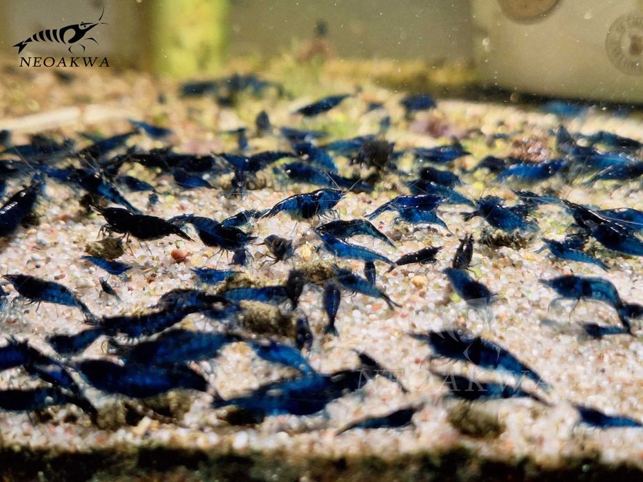 Krewetki BLUE Velvet