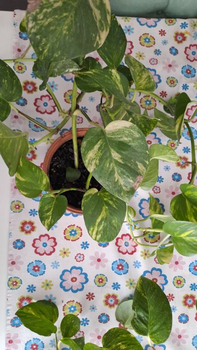 Plantas de Photos