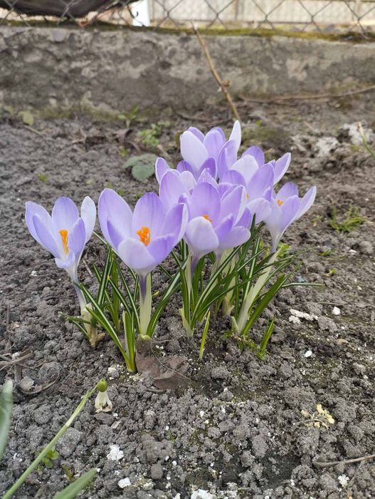 Блакитний крокус 10 грн