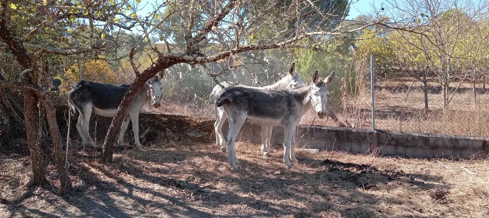 3 Burros  andaluzes  castrados + charrete.
