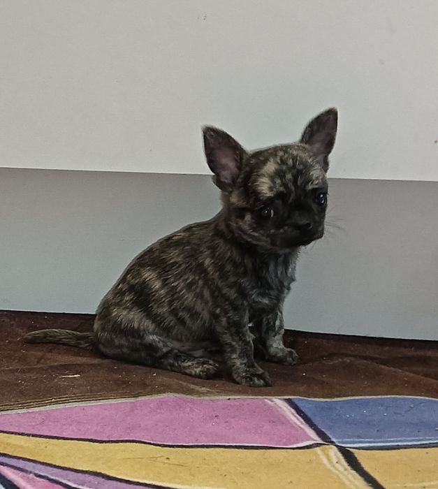 Chihuahua chłopak krótkowłosy