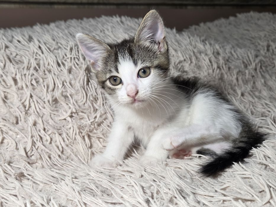 Кошенята шукають родину