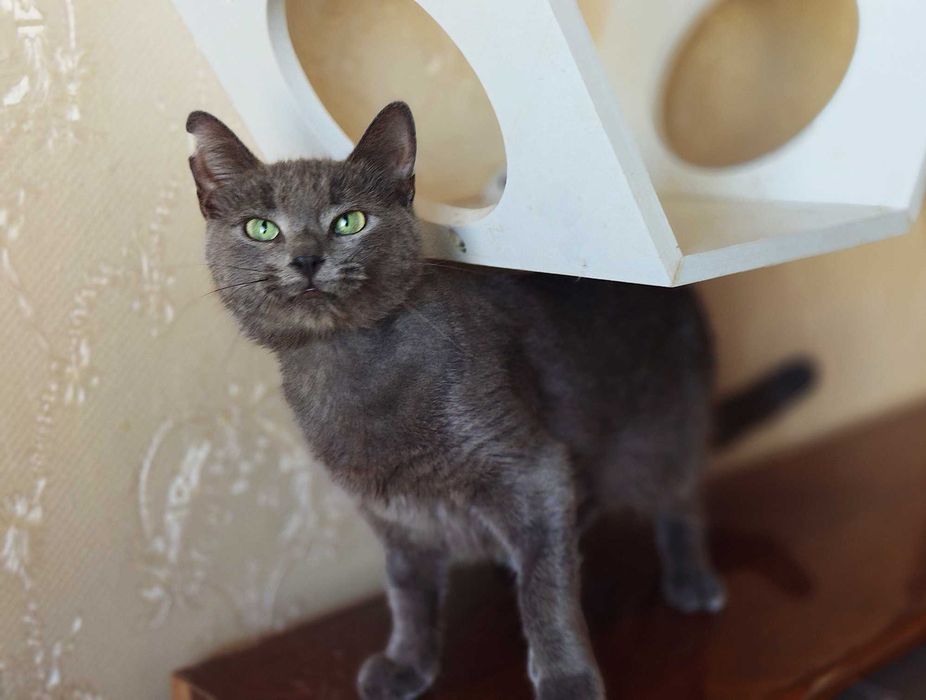 Милаша, 1 год, ищет дом — нежная кошечка с сердцем, полным любви!