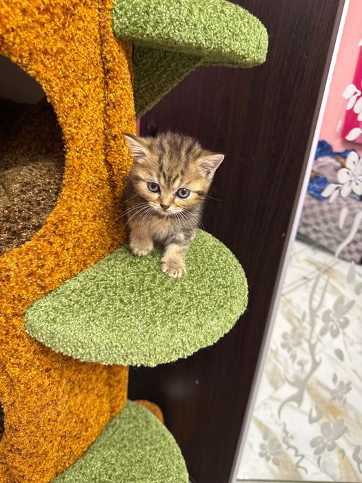 Шотландські кошенята