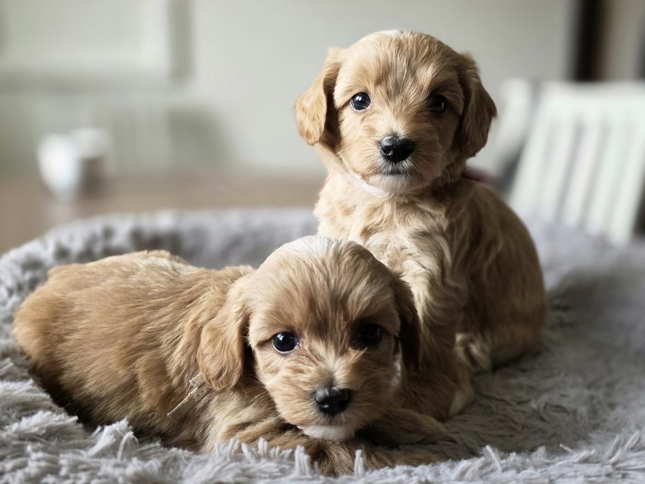 Maltipoo suczka suka hybryda pudel toy maltańczyk