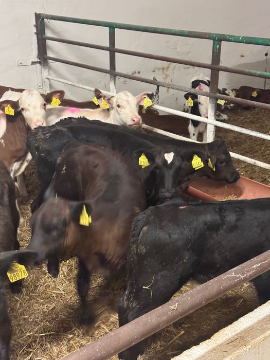 Sprzedam cielaki mięsne Mrągowo dostawa cała Polska w cenie