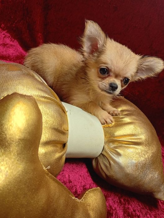 Super mini sunia xxs chihuahua