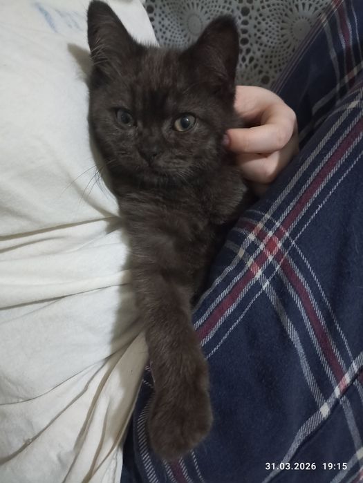 Шотландський котик