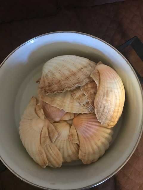 Shells - Scallops423492759323955204