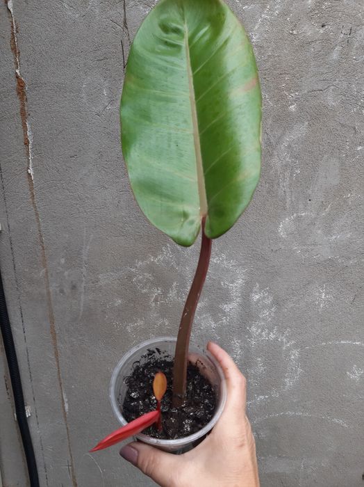 Комнатные адаптированные цветули