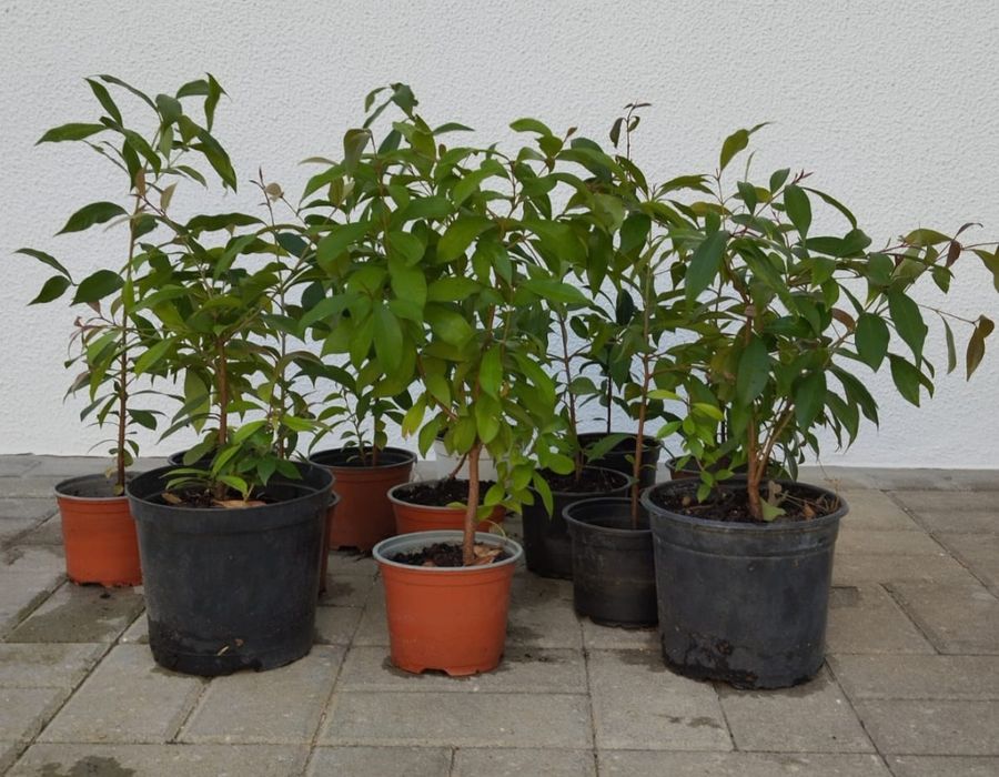 Vendo Eugenias Myrtifolia ideal para sebes
