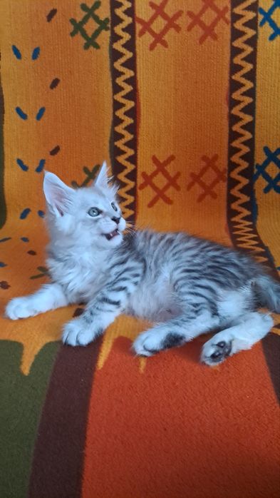 Kocurek z rodowodem FPL