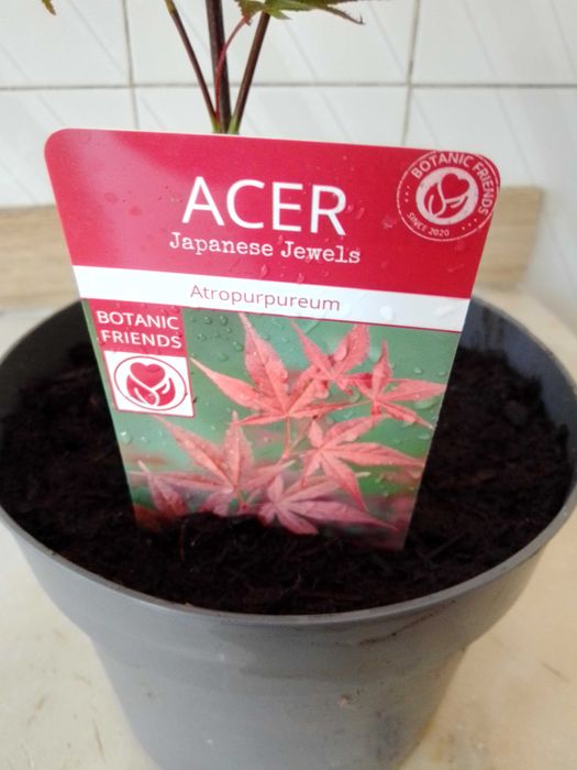 vendo planta acer palmatum