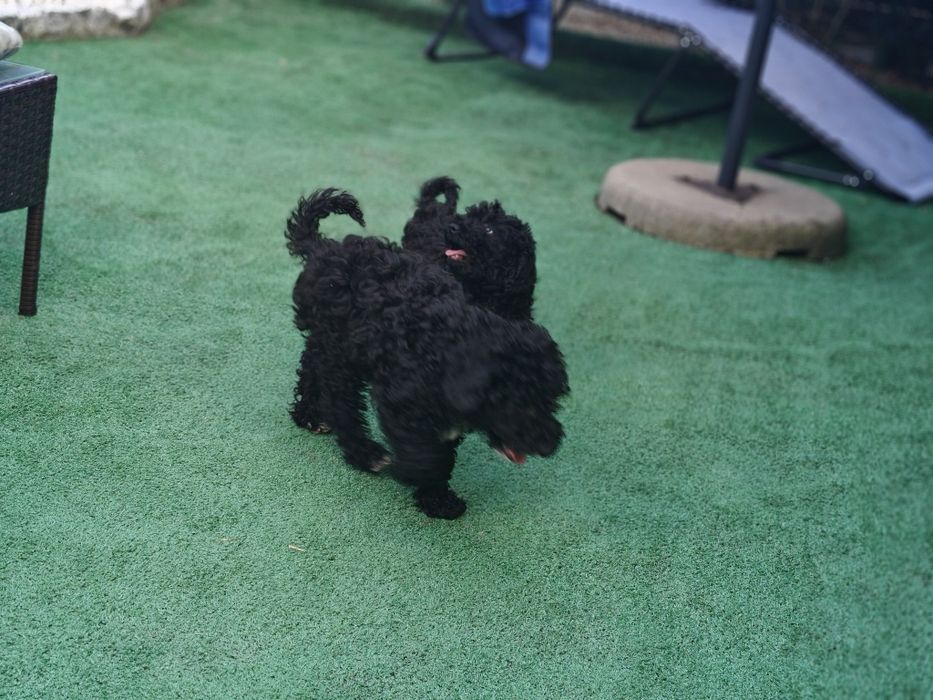 Pudel miniaturowy z metryką