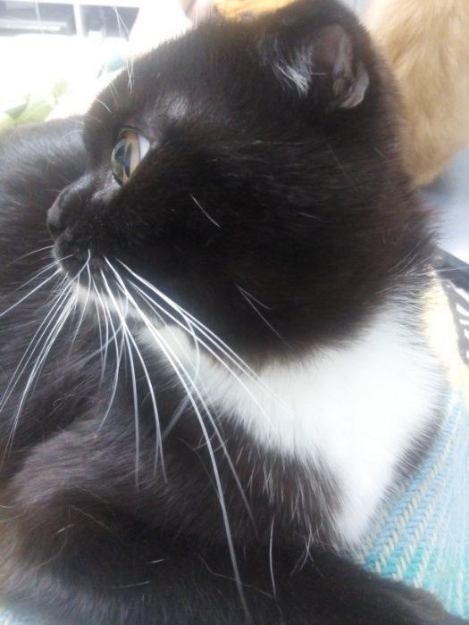 Добрий день. Я - Флеш. Бажаю познайомитись...