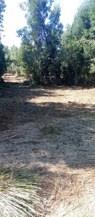 Limpeza de terrenos