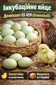 Інкубаційне яйце Домінант різних ліній.