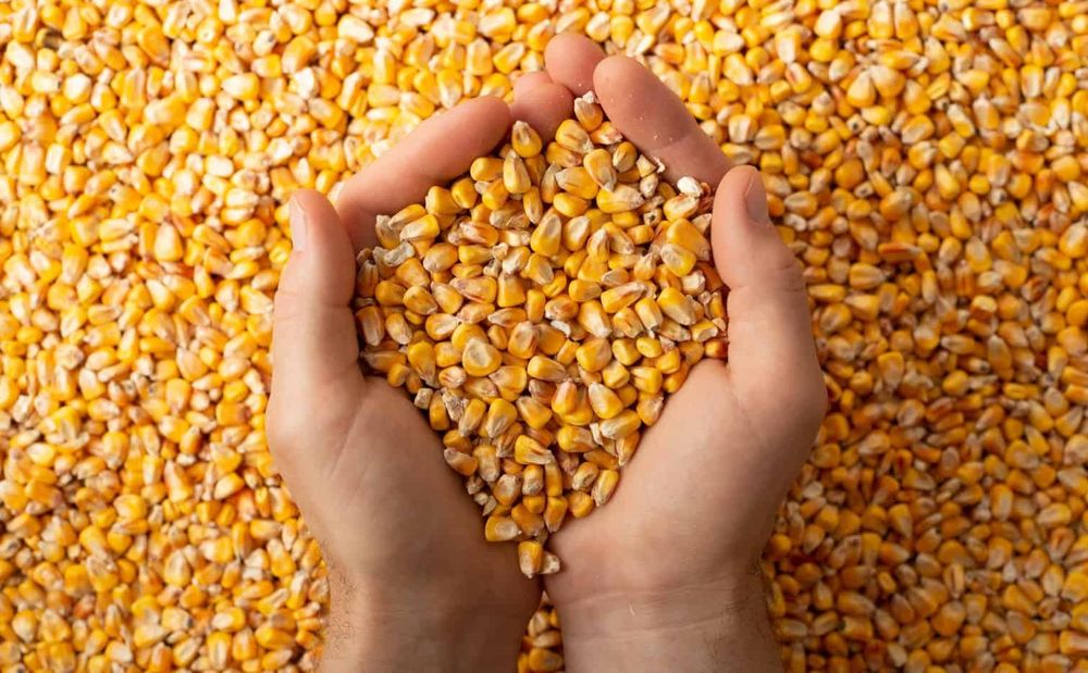 Kukurydza ziarno suche