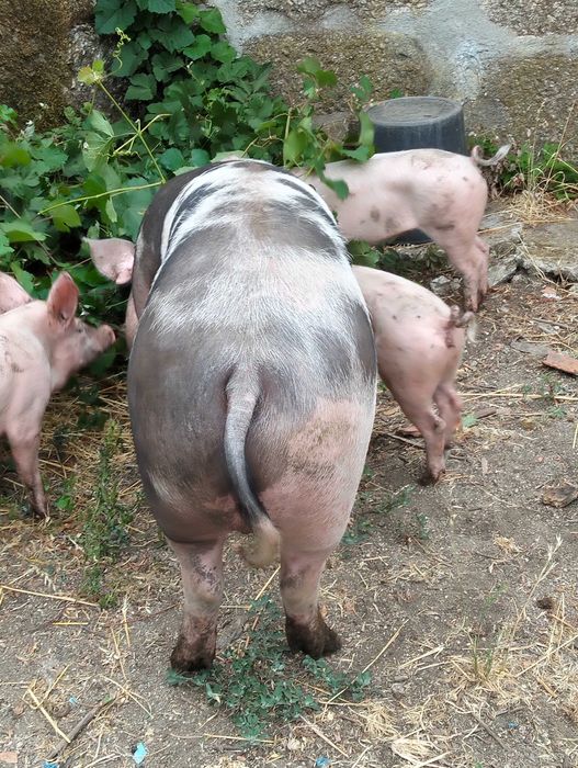 Vendo Porcos caseiros