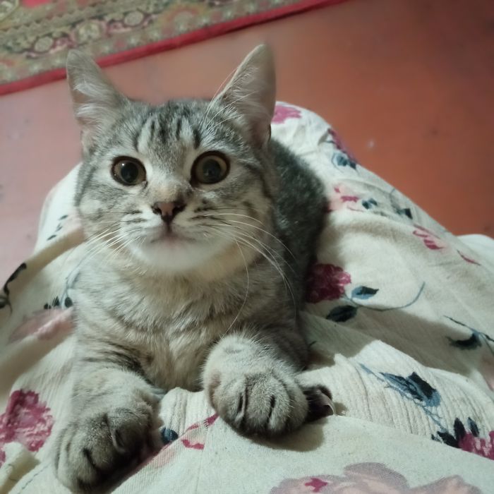 Ласковая домашняя кошечка (метиска) 6 мес.