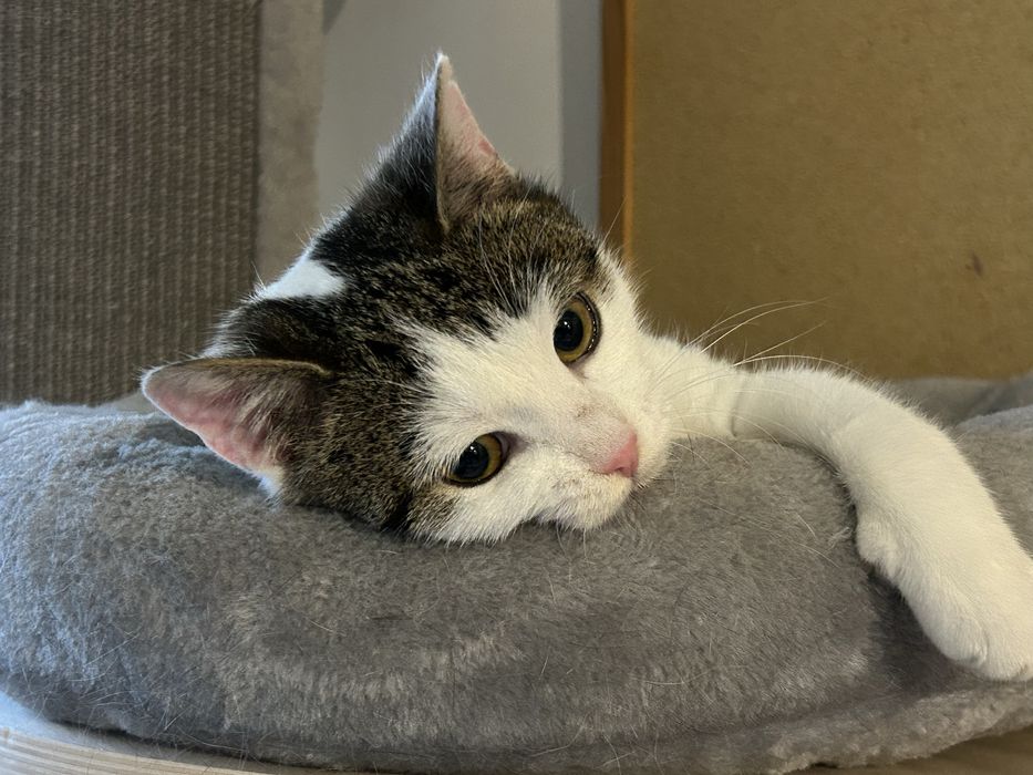 6 miesieczna kotka szuka domu