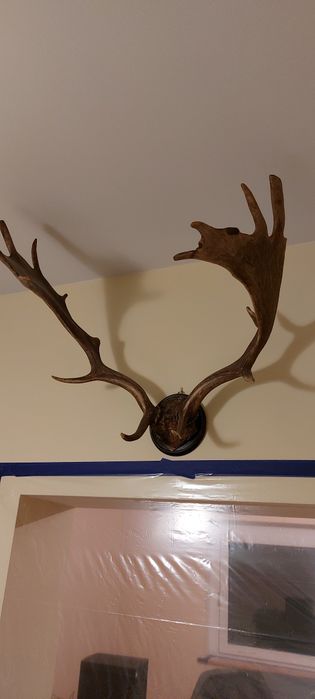 Sprzedam rogi poroże zrzuty