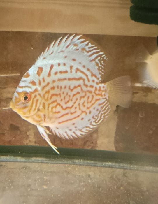 MISIEKZOO Paletki - różne odmiany barwne tylko 30 zł