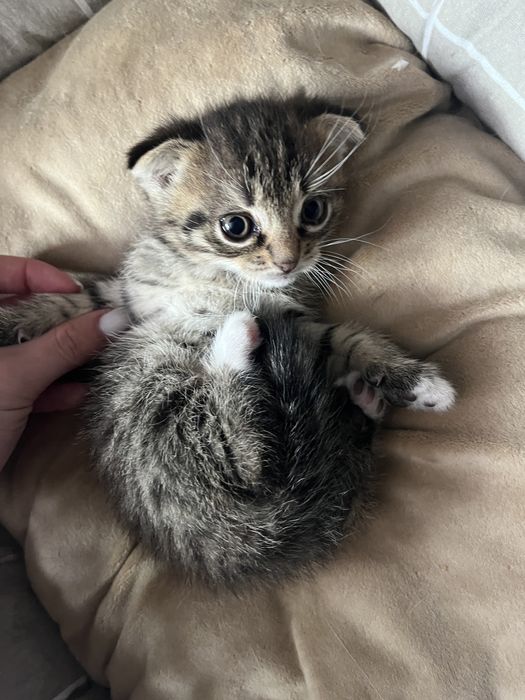 Продаж кошенят шотландської породи — завчасне бронювання