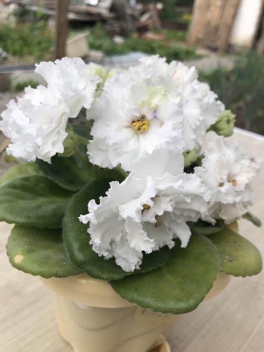 Продам цветущие фиалки