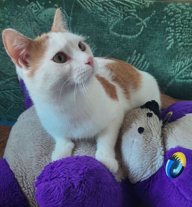 Котята отдам котика