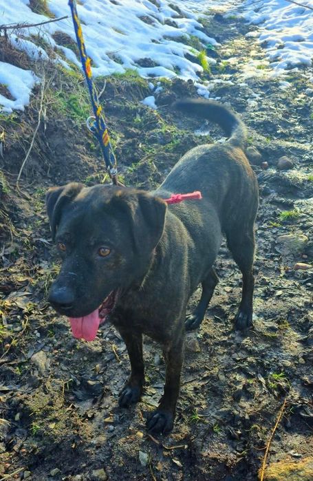 Ragnar do adopcji