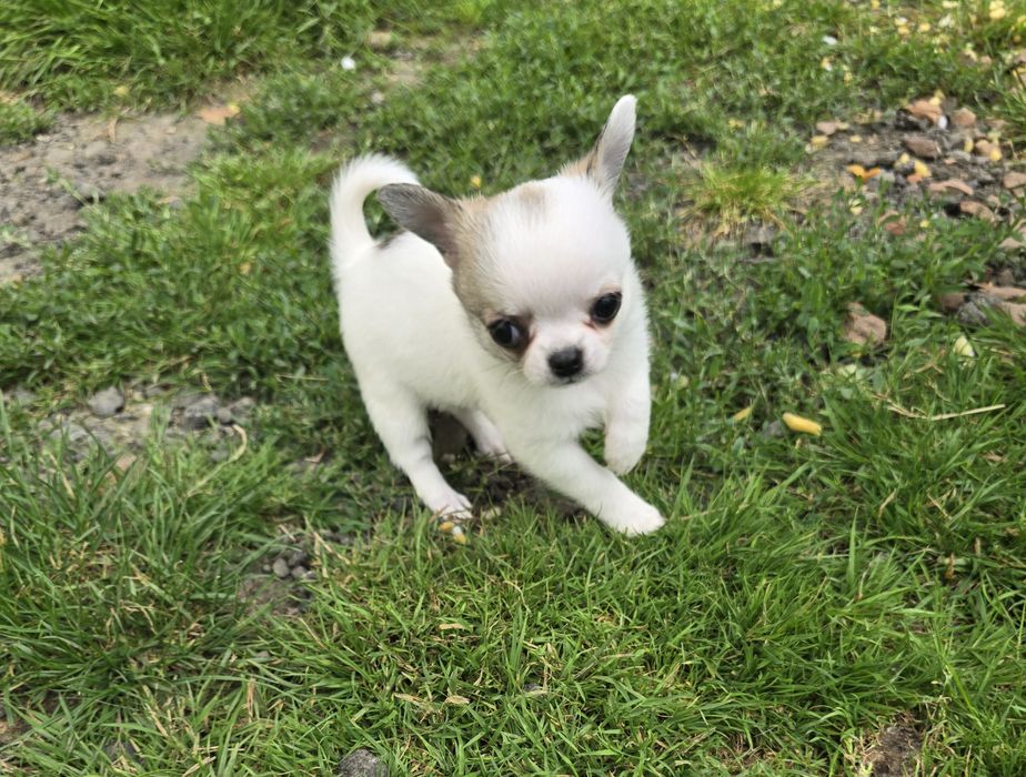 Chihuahua bardzo maleńka sunia